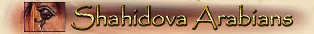 Shahidova Arabians Logo
